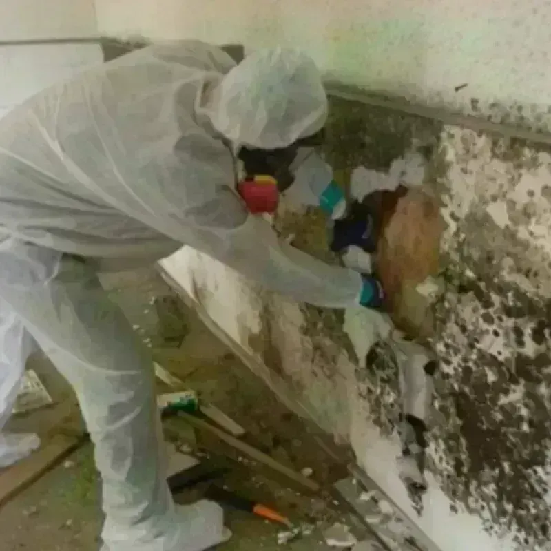 Mold Remediation and Removal in Magnolia, MS